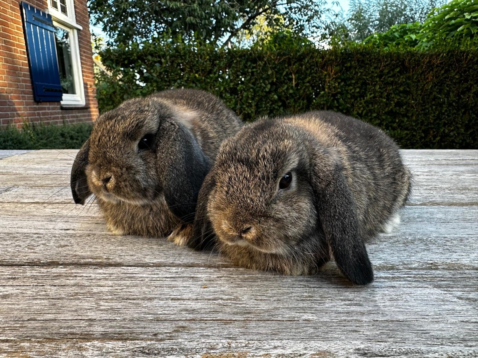 Lieve jonge NHD konijntjes te koop, Meerdere dieren, Dwerg, Hangoor, 0 tot 2 jaar