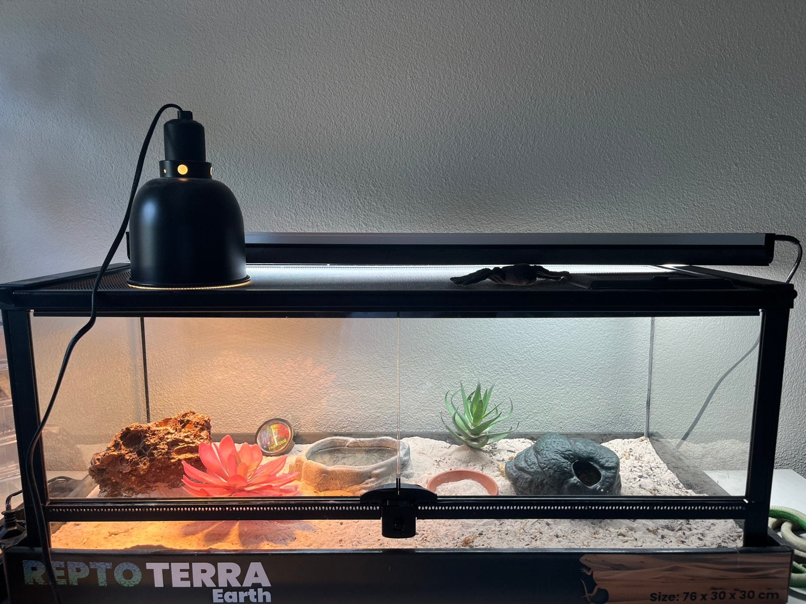 Terrarium met inhoud. 76x30x30, Ophalen, Zo goed als nieuw, Terrarium of Paludarium