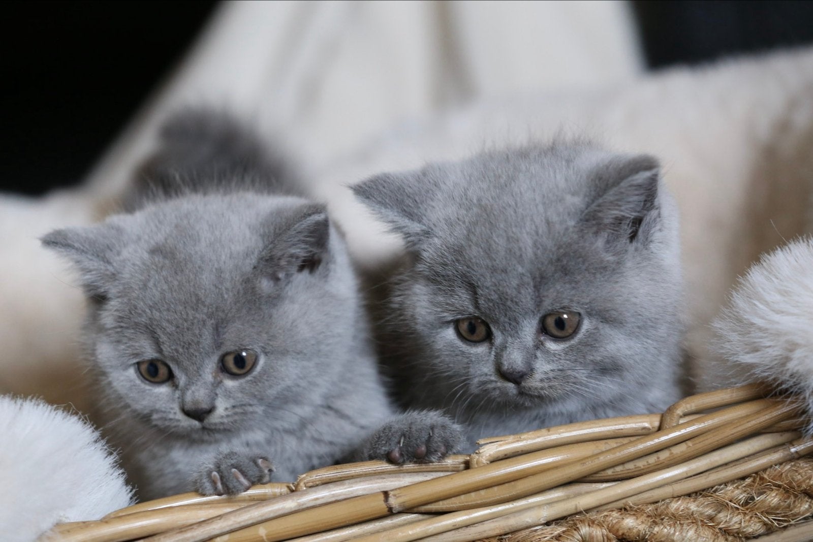 Britse Korthaar kittens гаszuiver, Dieren en Toebehoren, Meerdere dieren