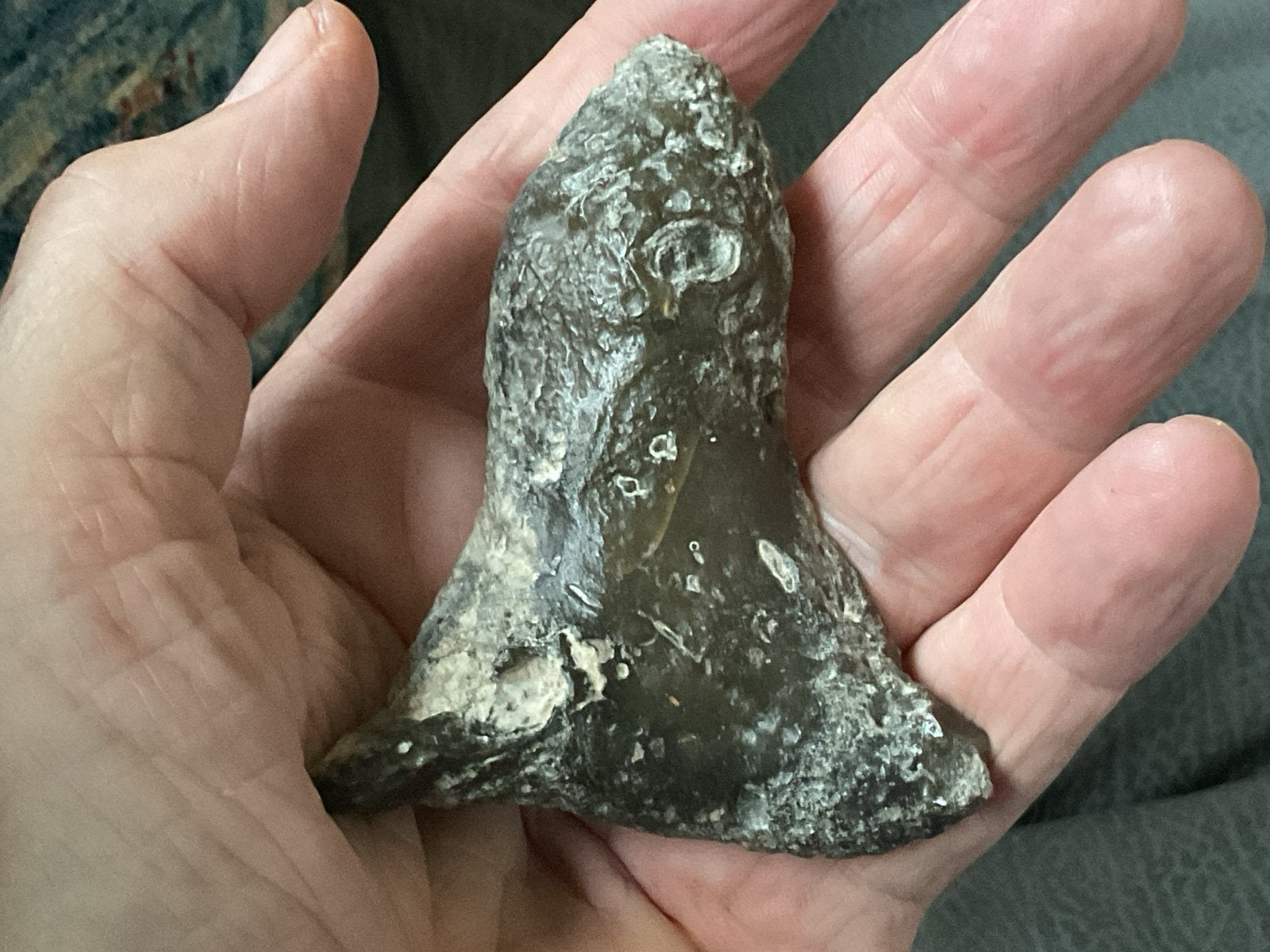 Uit erfenis.Fossiele Megalodon haaientand - 9 cm, Verzamelen, Verzenden, Fossiel