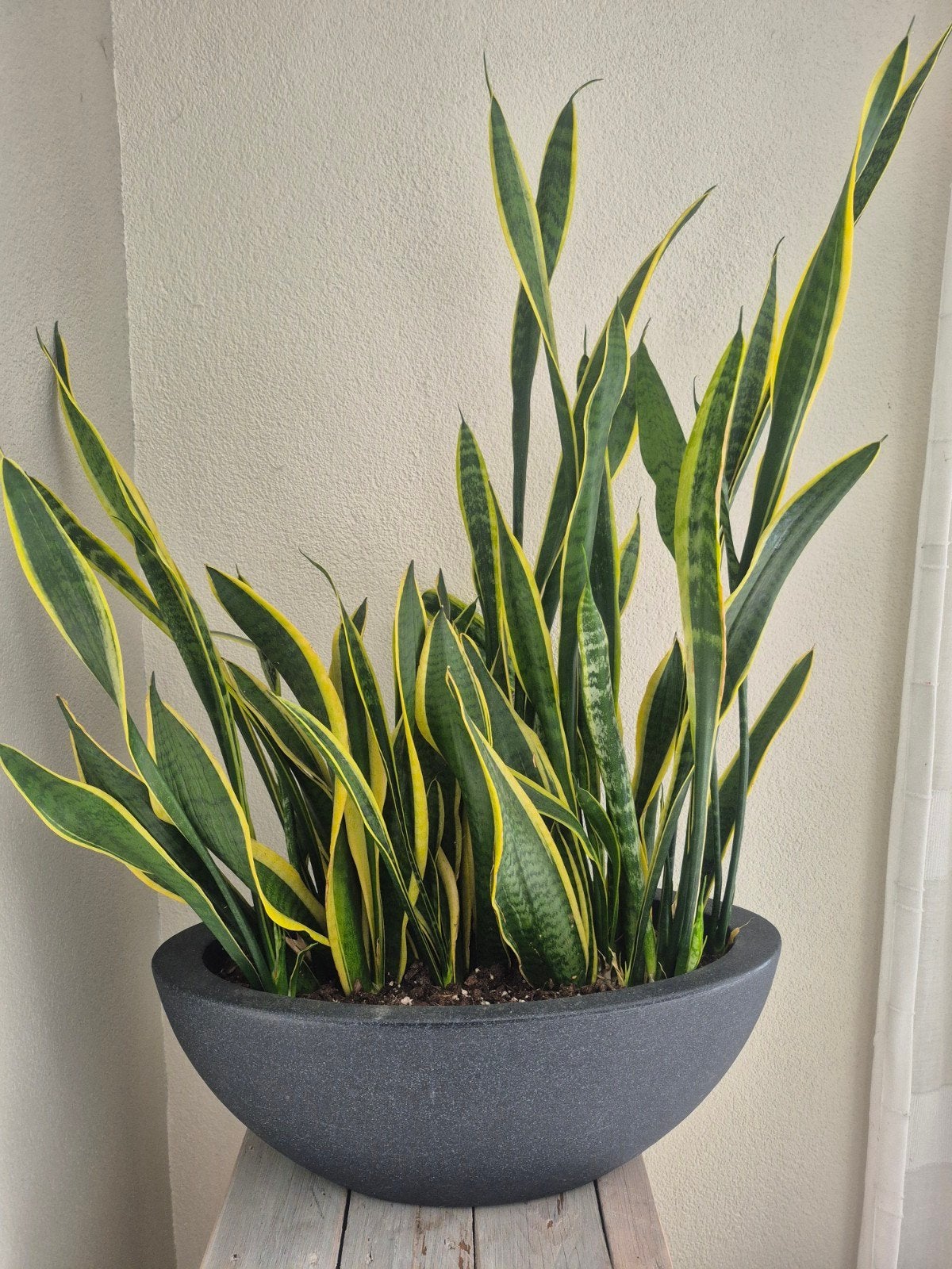 Sansevieria plant in kunststof ovale schaal, Ophalen, Zo goed als nieuw, Grijs, Kunststof
