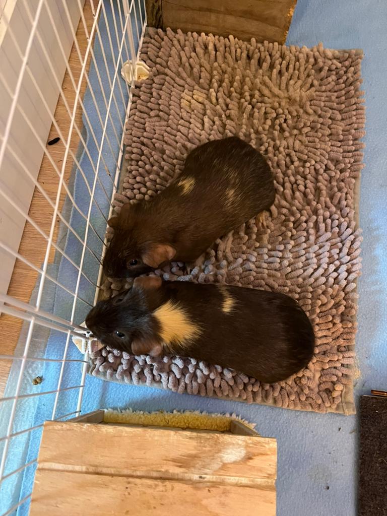 2 lieve cavia’s, Dieren en Toebehoren, Knaagdieren, Cavia, Mannelijk, Tam, September