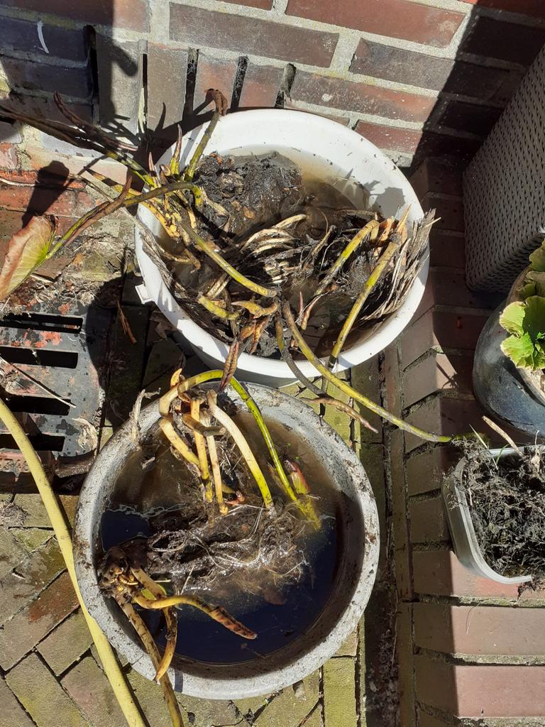 Roze waterlelie stekken, Tuin en Terras, Vijvers, Ophalen