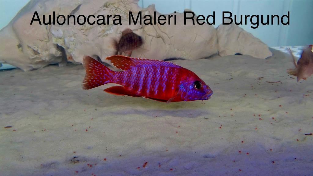 Aulonocara Maleri red ( red rubin), Vis