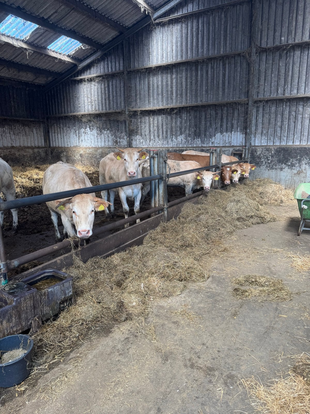 Blonde aquitaine’s, Dieren en Toebehoren, Runderen, Vrouwelijk