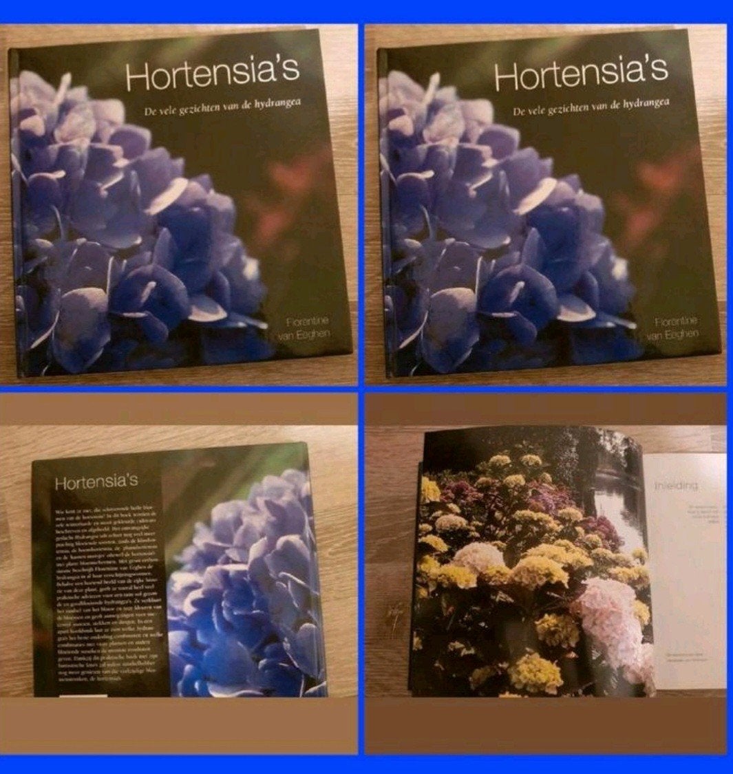 Hortensia, Ophalen of Verzenden