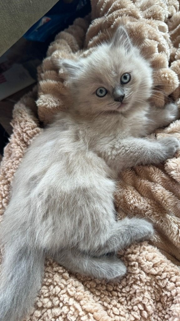 Prachtige ragdoll kittens, Meerdere dieren, Gechipt, 0 tot 2 jaar