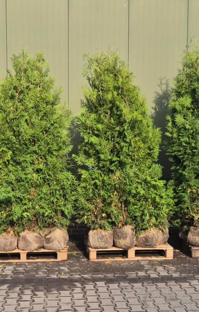 Coniferen Thuja brabant 175/185cm, Ophalen of Verzenden, Bloeit niet, Overige soorten, Volle zon