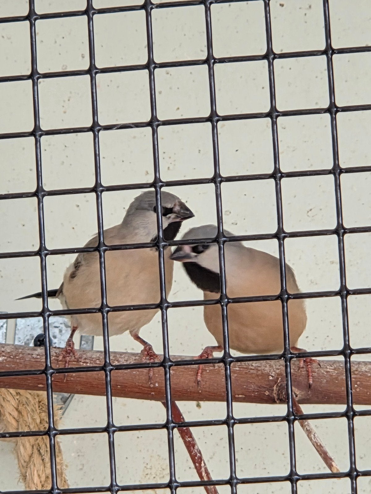 Jonge spitsstaart Amadines. Spitsstaarten, Amadines., Dieren en Toebehoren, Geslacht onbekend, Tropenvogel