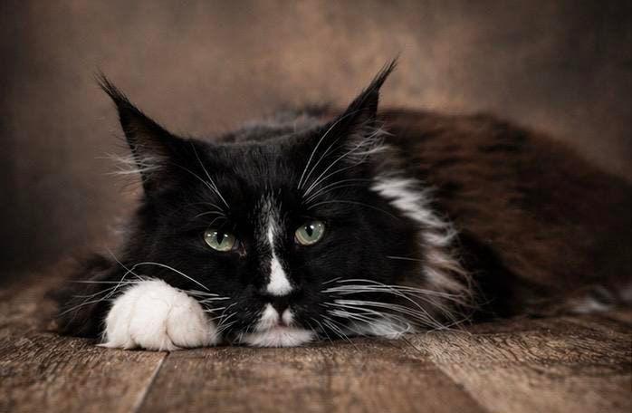 Prachtige Maine Coon kittens, Dieren en Toebehoren, Katten en Kittens | Raskatten | Langhaar, Meerdere dieren, Ontwormd
