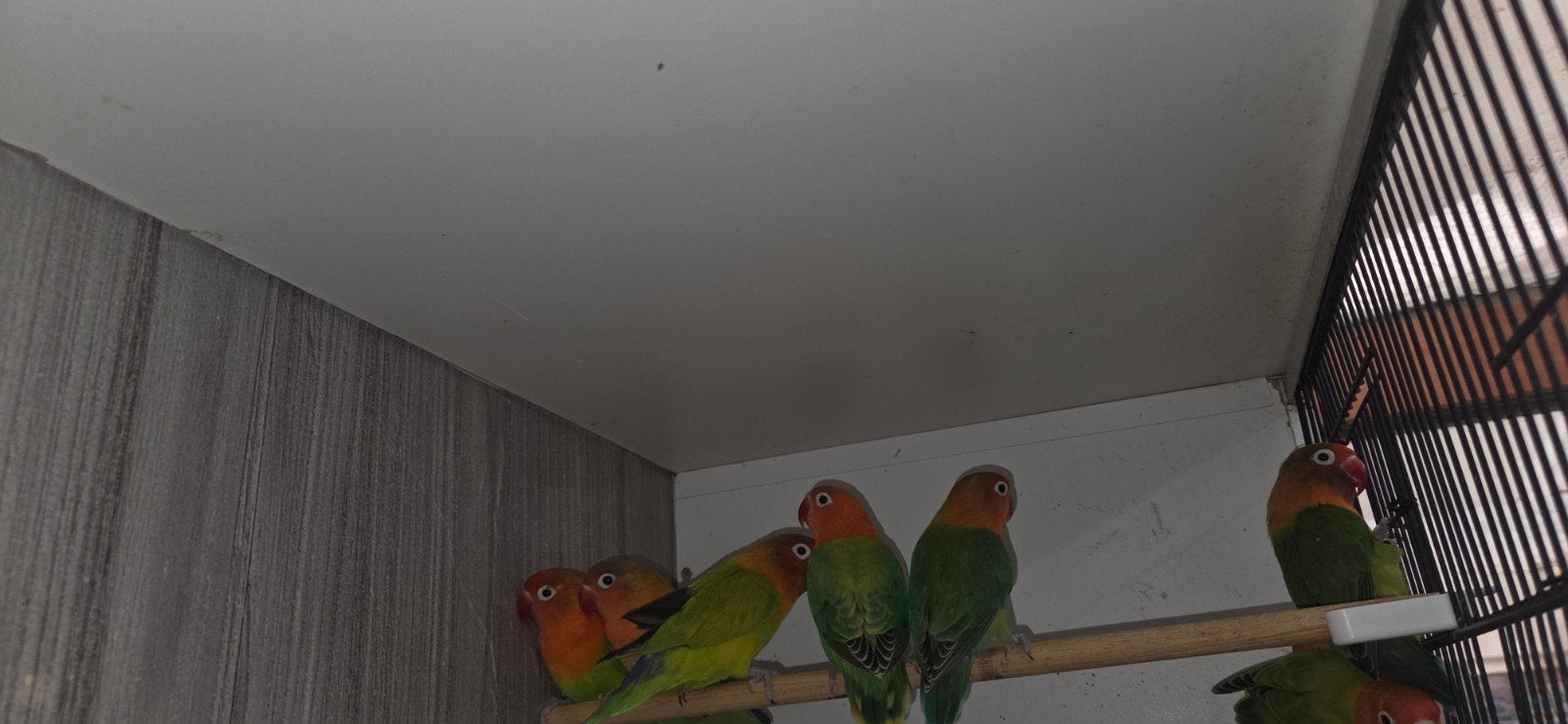 agapornis ficherii, Geslacht onbekend, Dwergpapegaai of Agapornis