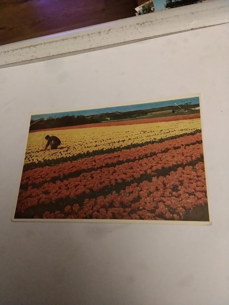 ARBEID  in kleurrijke omgeving  1959, Ophalen of Verzenden, 1940 tot 1960, Zuid-Holland