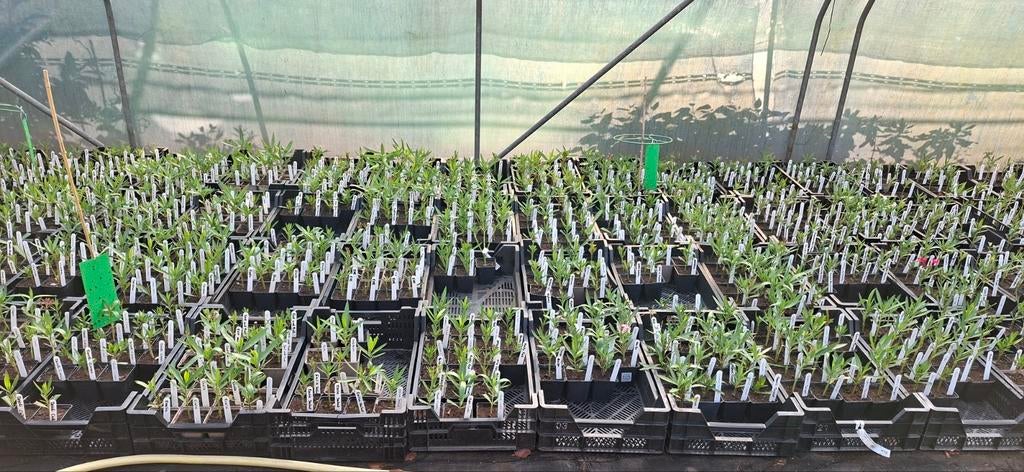 Oleander planten uit eigen kwekerij., Tuin en Terras, Planten | Tuinplanten, Overige soorten, Volle zon, Vaste plant, Ophalen of Verzenden
