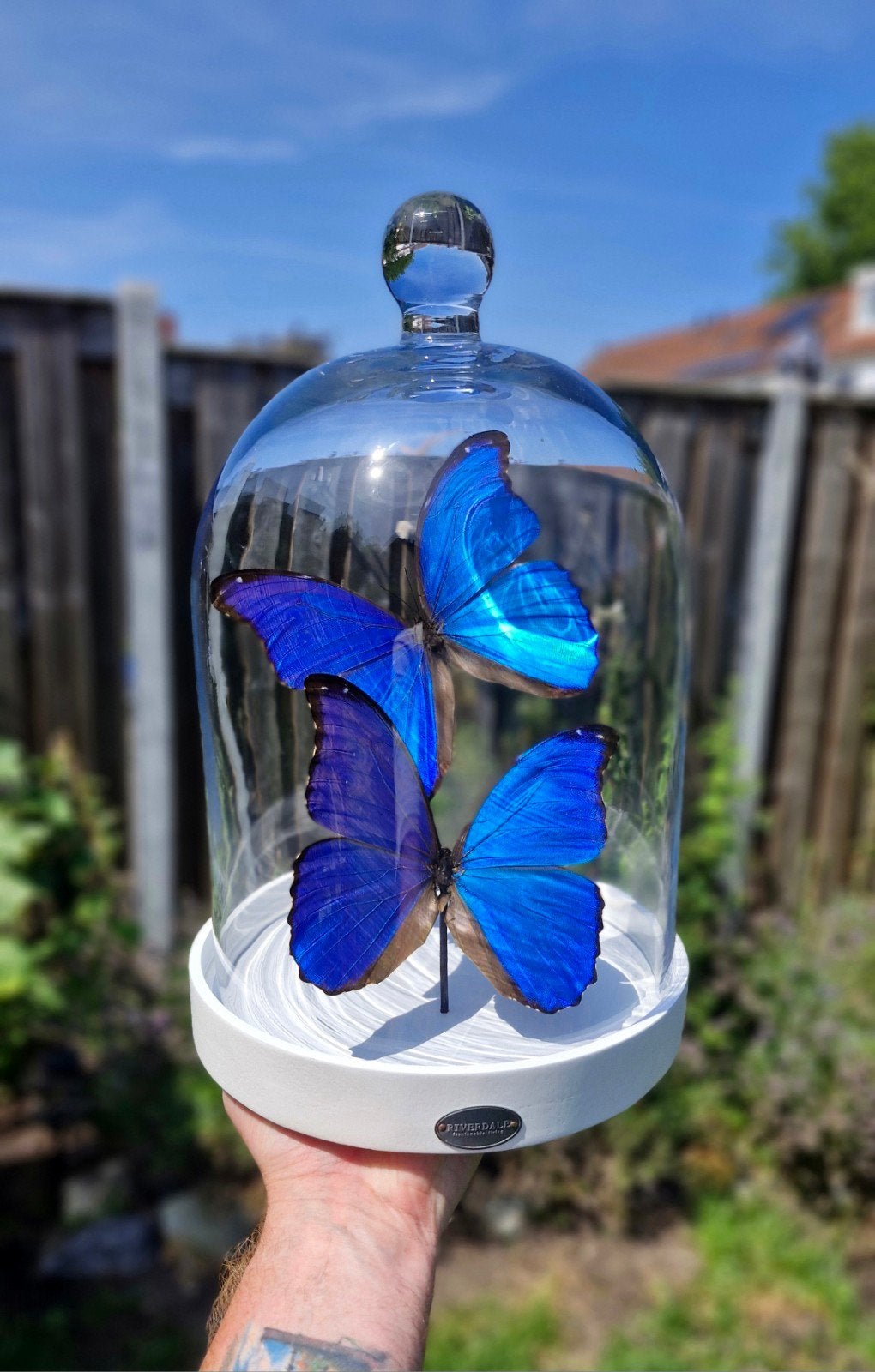 Opgezette vlinders,  Morpho didius,  riverdale  stolp, Nieuw, 20 cm, Ophalen of Verzenden, Handgemaakt