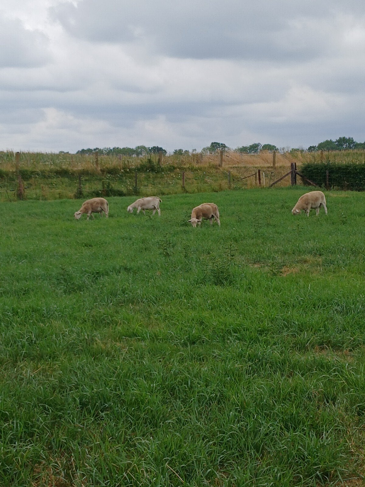beste stamboek nolana rammen ruischapen, Mannelijk, Schaap