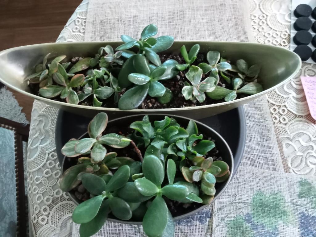 Crassula, Ophalen, In pot, Halfschaduw, Minder dan 100 cm
