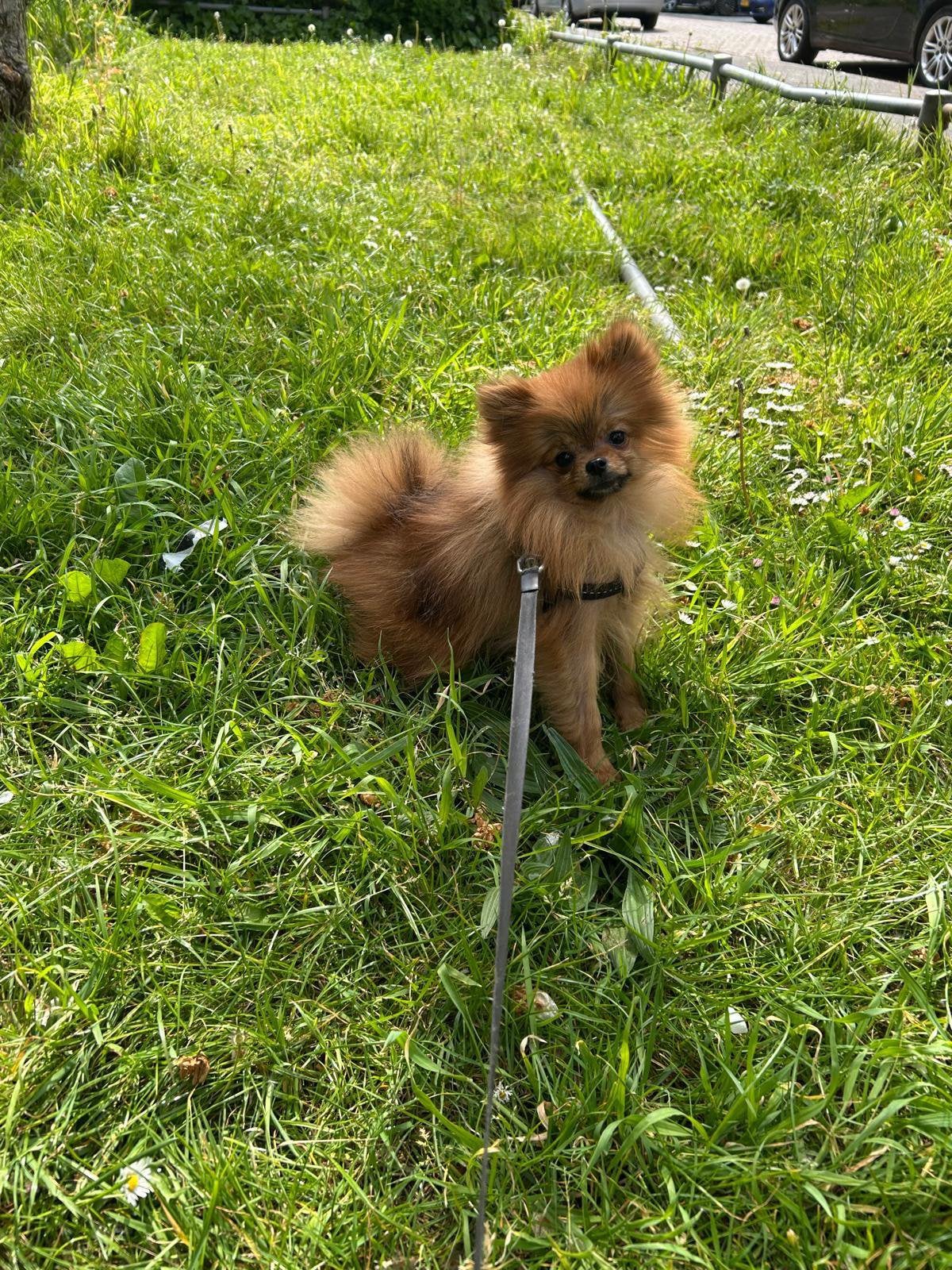 Mini pomeriaan, Keeshond, Rabiës (hondsdolheid), 15 weken tot 1 jaar, Teef