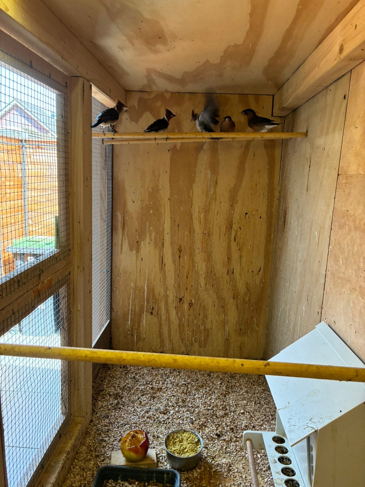 te koop pagode spreeuw, Dieren en Toebehoren, Vogels | Kanaries, Mannelijk, Kleurkanarie
