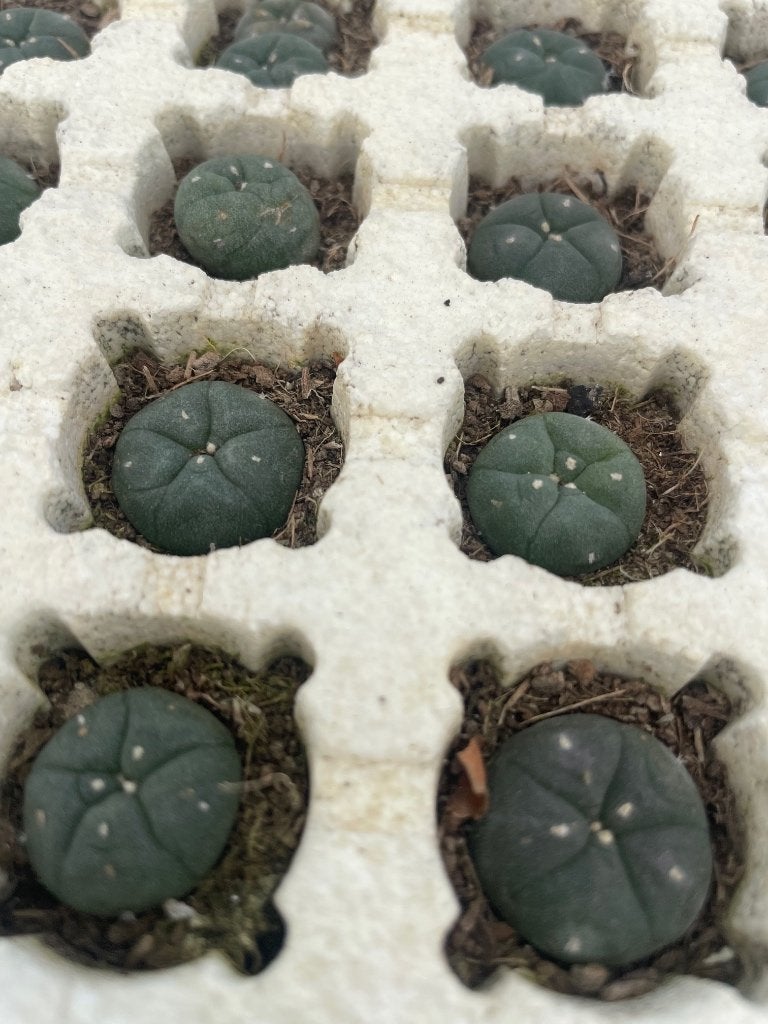 Cactus Lophophora Williamsii 128 per tray geworteld 1,5-2cm, Ophalen of Verzenden, Cactus, Minder dan 100 cm, Bloeiende kamerplant