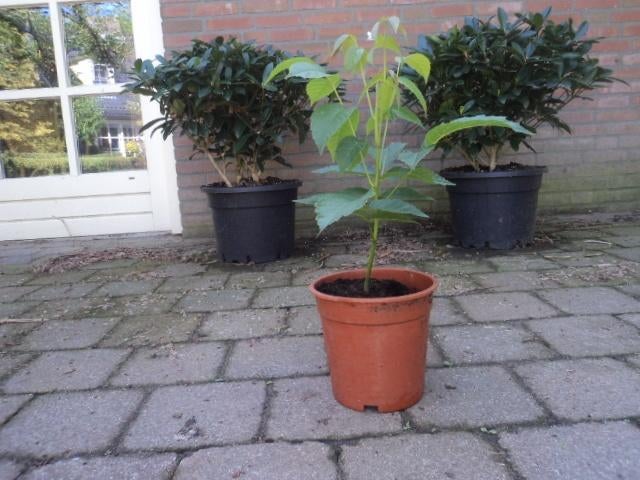 > notenbomen GOEDKOOP <, Tuin en Terras, Planten | Tuinplanten, Ophalen of Verzenden, Eenjarig, Overige soorten, Halfschaduw