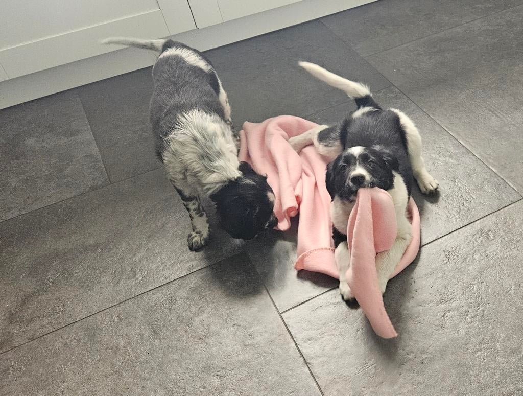 Onwijs leuke kruising Friese Stabij  Kooiker puppy's, Parvo, Overige rassen, 8 tot 15 weken, Meerdere