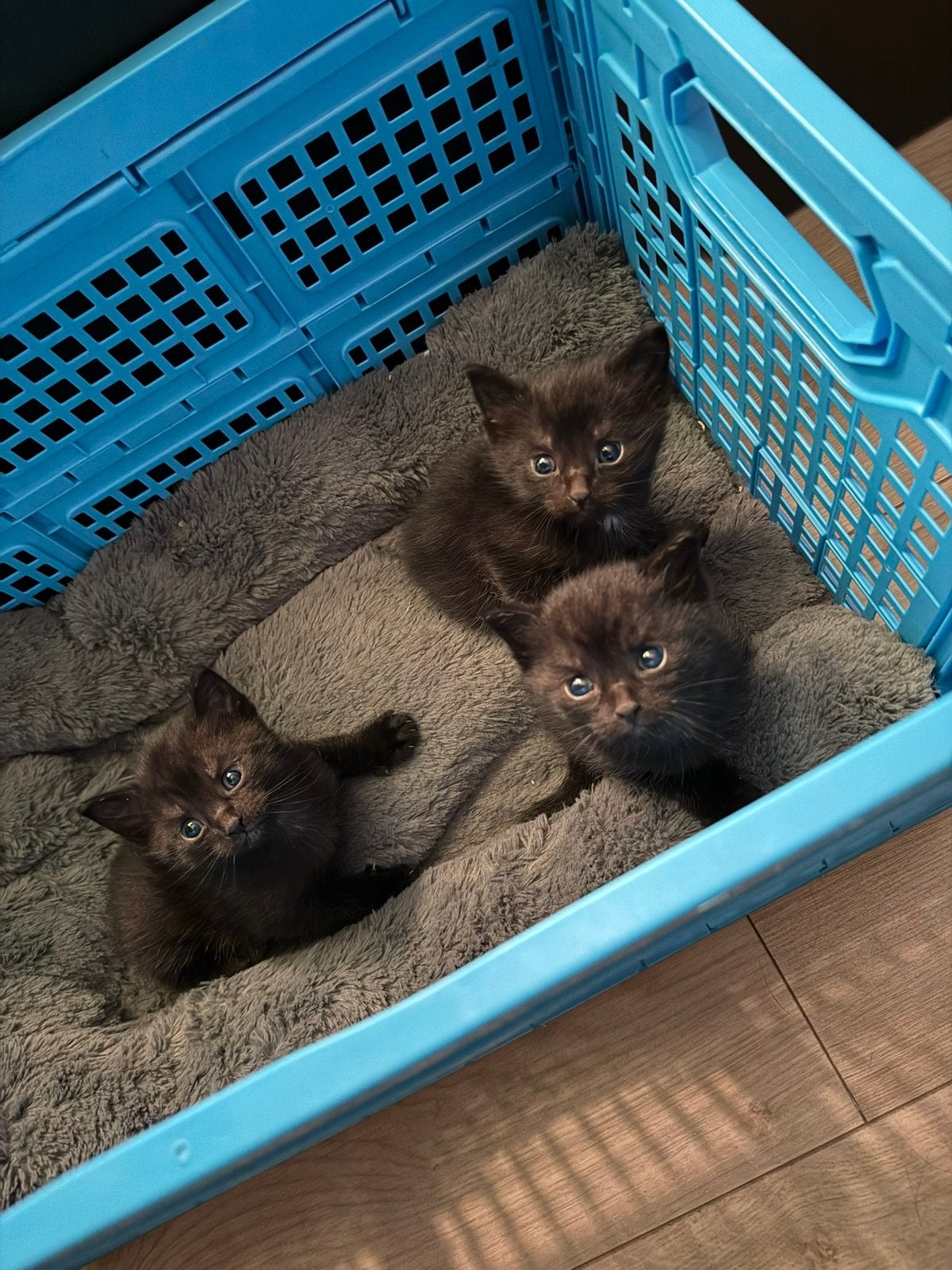 Kittens, Geslacht onbekend, Ontwormd, 0 tot 2 jaar