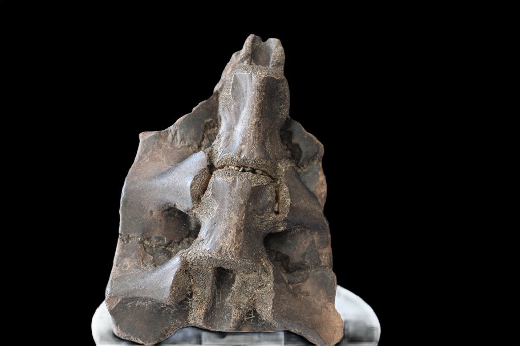 Carapax schildpad, Ophalen of Verzenden, Fossiel