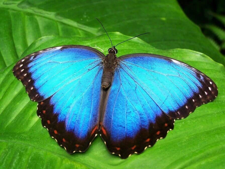 Morpho Peleides eitjes, Dieren en Toebehoren, Vlinders of Rupsen