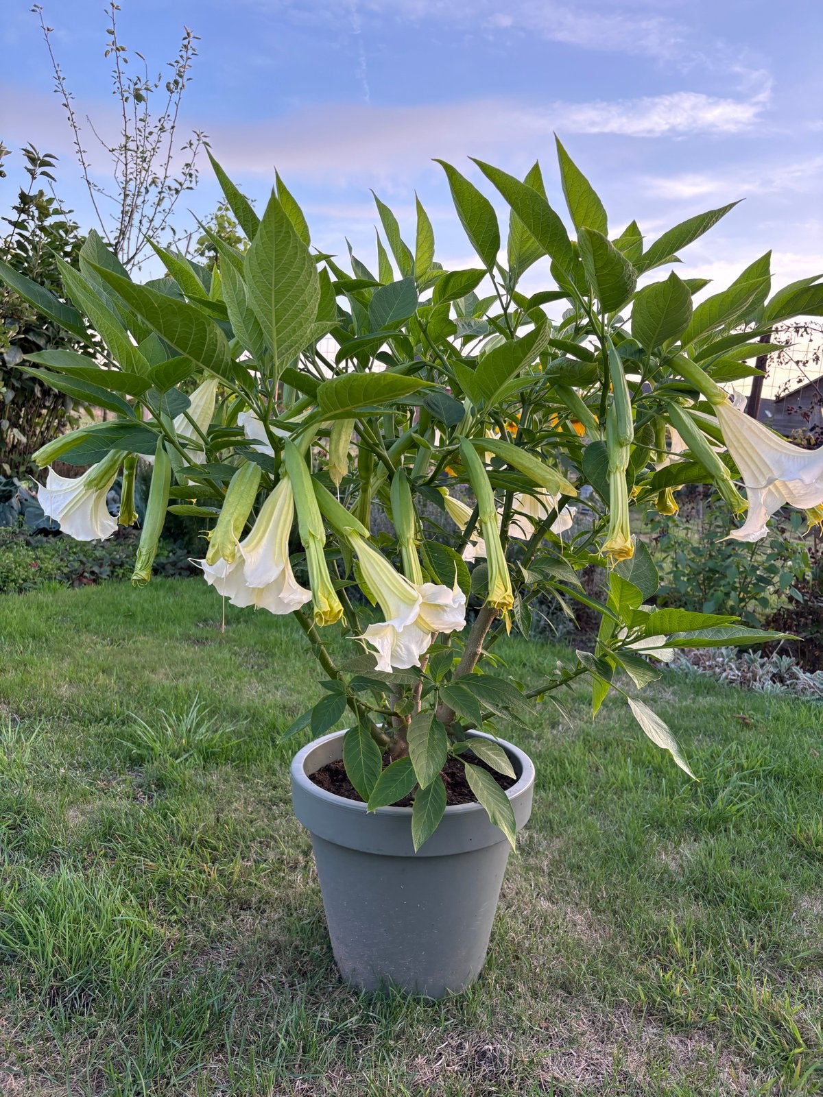 Brugmansia (Engelentrompet) - Prachtige bloeier, Volle zon, Vaste plant, Zomer, Ophalen