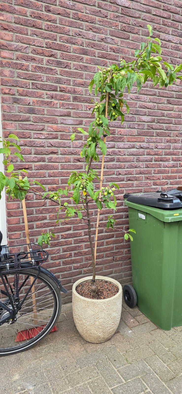 Appelboom - Jonge boom met vruchten (zonder pot!), Tuin en Terras, Planten | Fruitbomen, Ophalen, In pot, Appelboom, Lente
