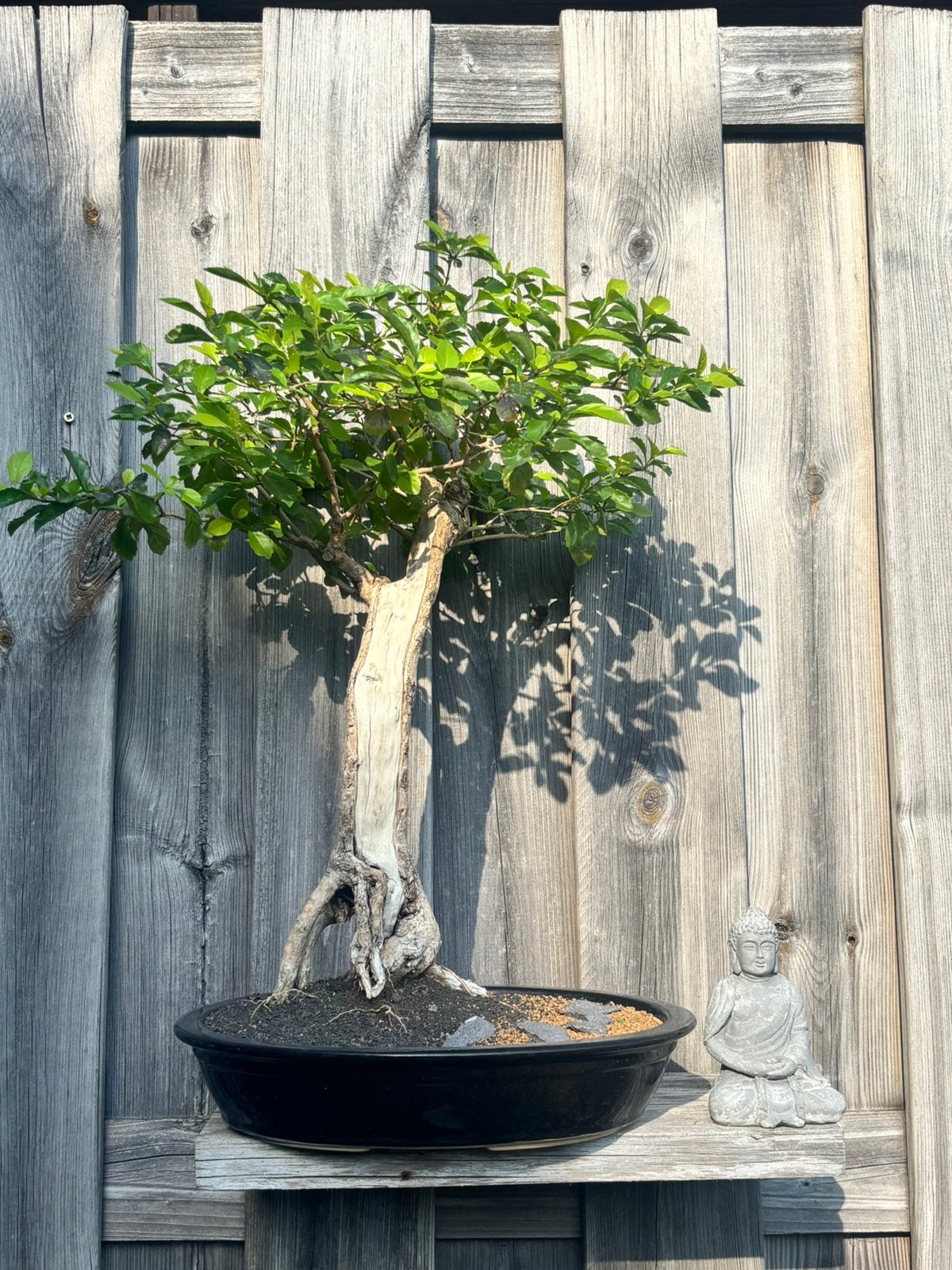 Bonsai Duranta, Tuin en Terras, Ophalen, Bloeit niet, Halfschaduw, Overige soorten