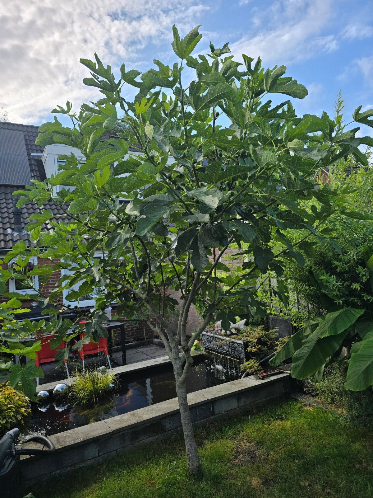 Grote Vijgenboom - Ficus Carica, Overige soorten, 250 tot 400 cm, Zomer, Ophalen