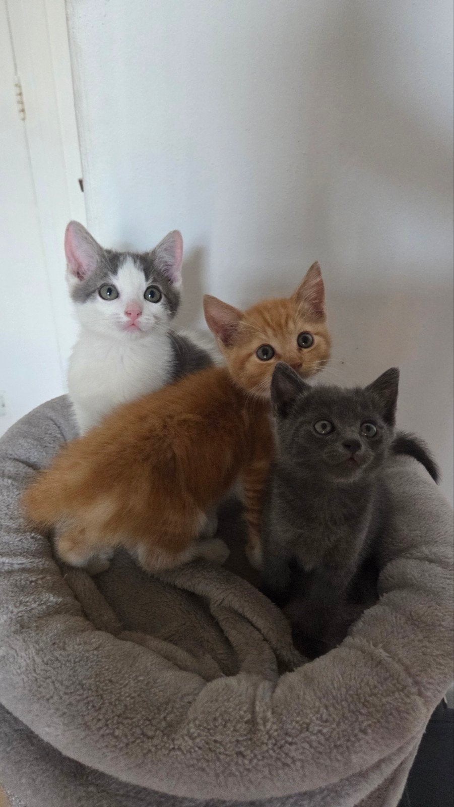 Kittens  2 verschillende nestjes, Dieren en Toebehoren, Katten en Kittens | Overige Katten, Meerdere dieren
