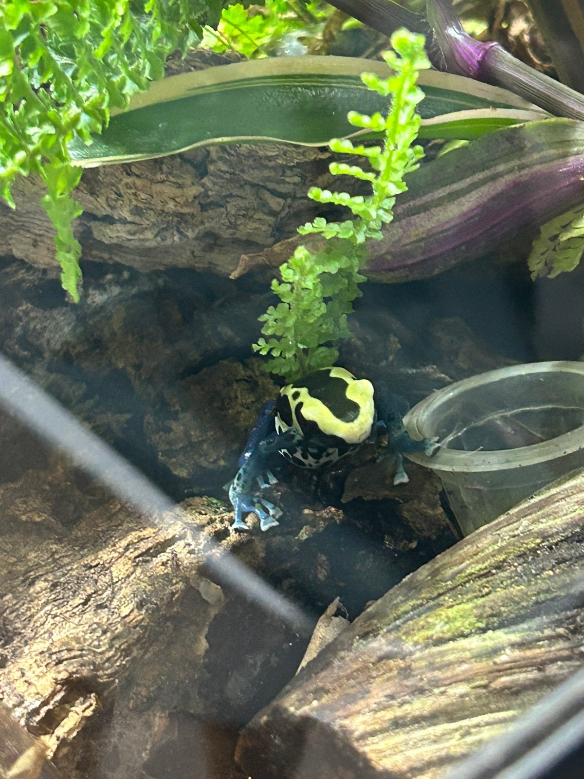 Dendrobates tinctorius patricia zekere man Frog photo 2