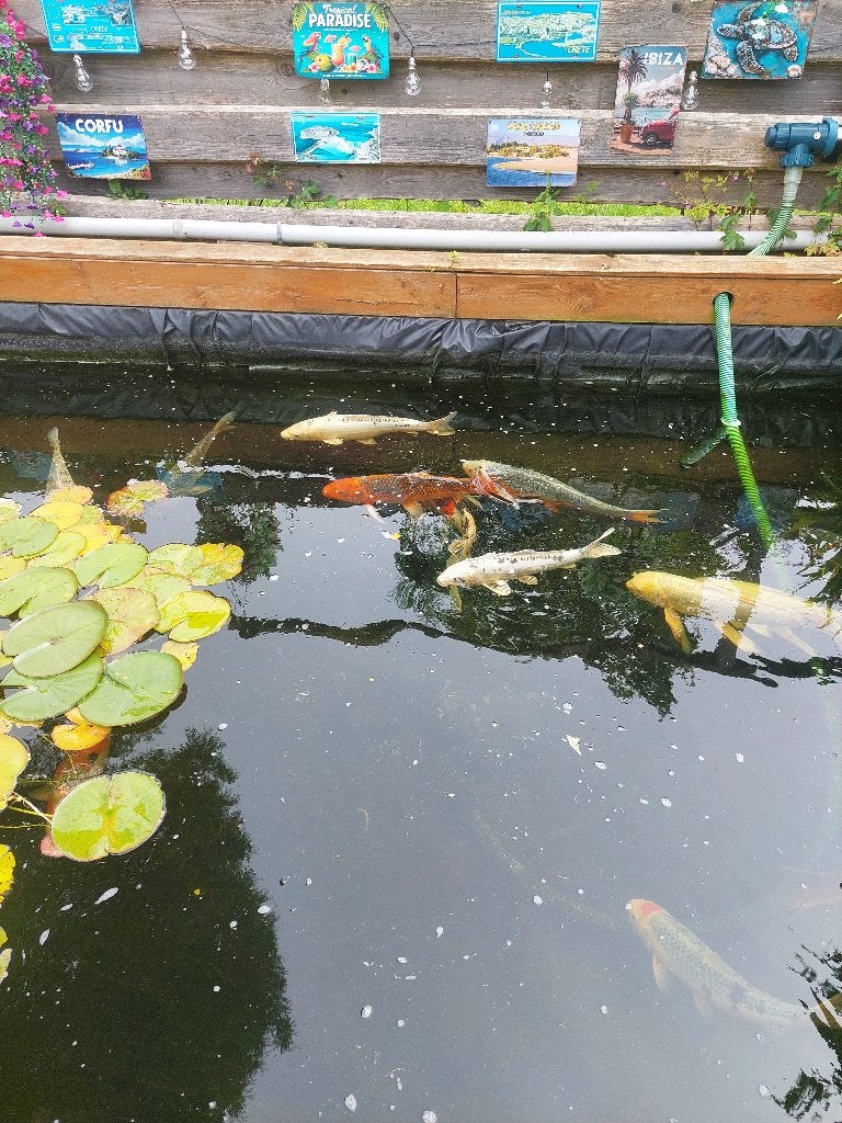 koi vissen, Dieren en Toebehoren, Vissen | Vijvervissen, Karper of Koi