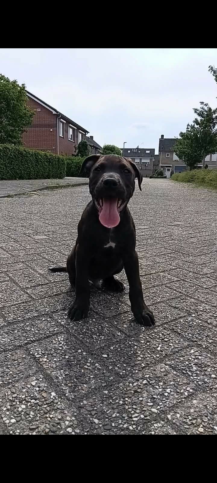 Pittweiler pup reutje, Dieren en Toebehoren, België, Particulier, 8 tot 15 weken, Parvo