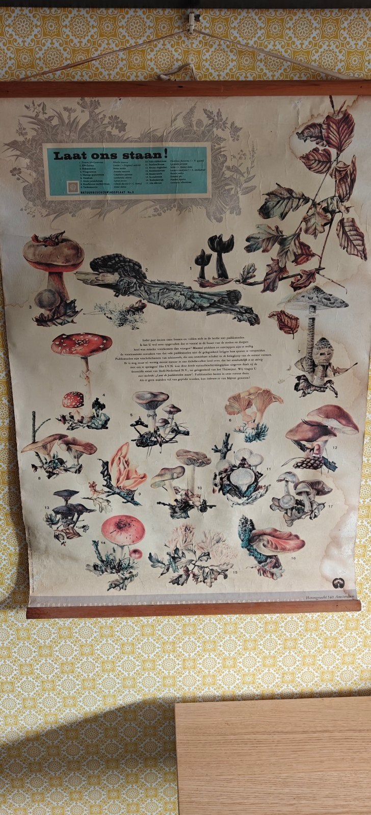 Vintage Paddenstoelen schoolplaat - Natuurbeschermingsplaat, Antiek en Kunst, Ophalen of Verzenden