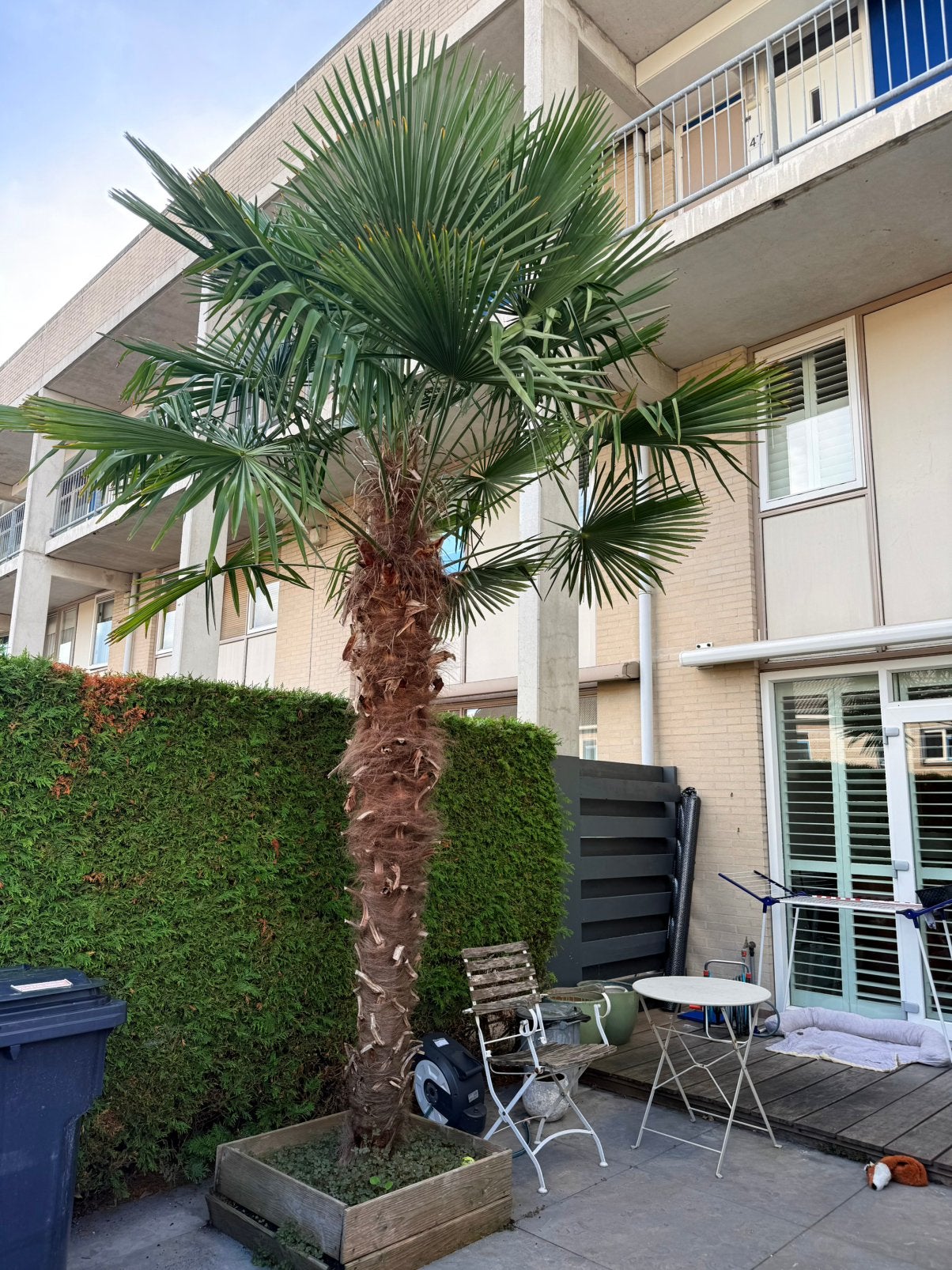 Palmboom Trachycarpus fortunei (Chinese henneppalm), Tuin en Terras, Zomer, Palmboom, 400 cm of meer, Ophalen
