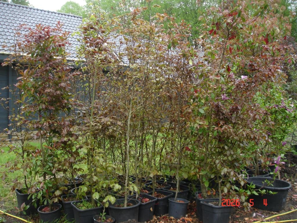 grote rode beuken in pot, Ophalen, Beukenhaag, Haag, 100 tot 250 cm