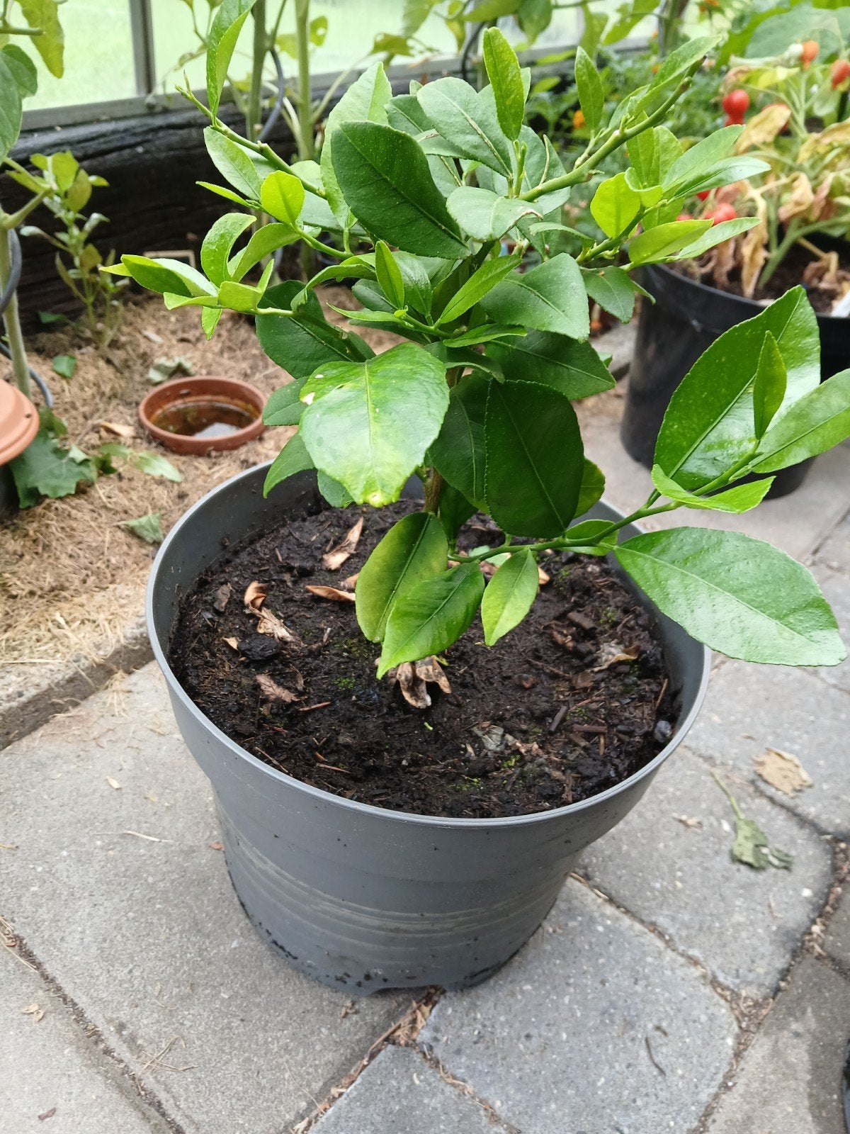 citroenen plant, Tuin en Terras, Planten | Tuinplanten, Ophalen, Overige soorten, Volle zon
