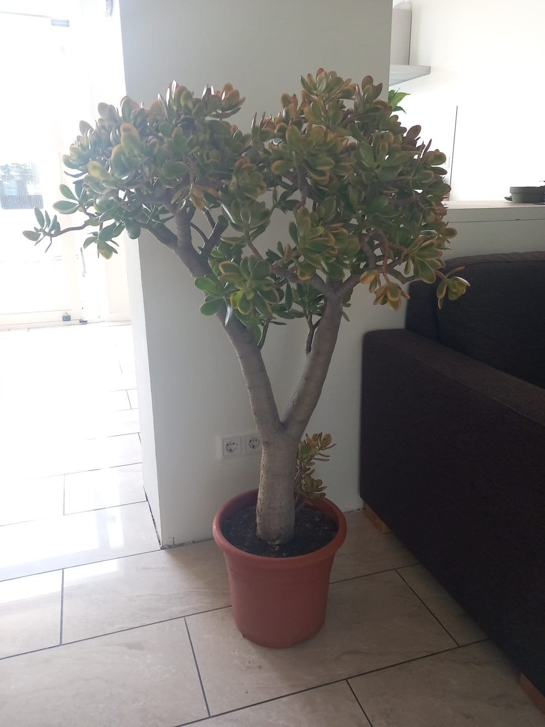Grote en gezonde Jadeplant (Crassula Ovata), Huis en Inrichting, Kamerplanten, Ophalen, Vetplant, Halfschaduw, 100 tot 150 cm
