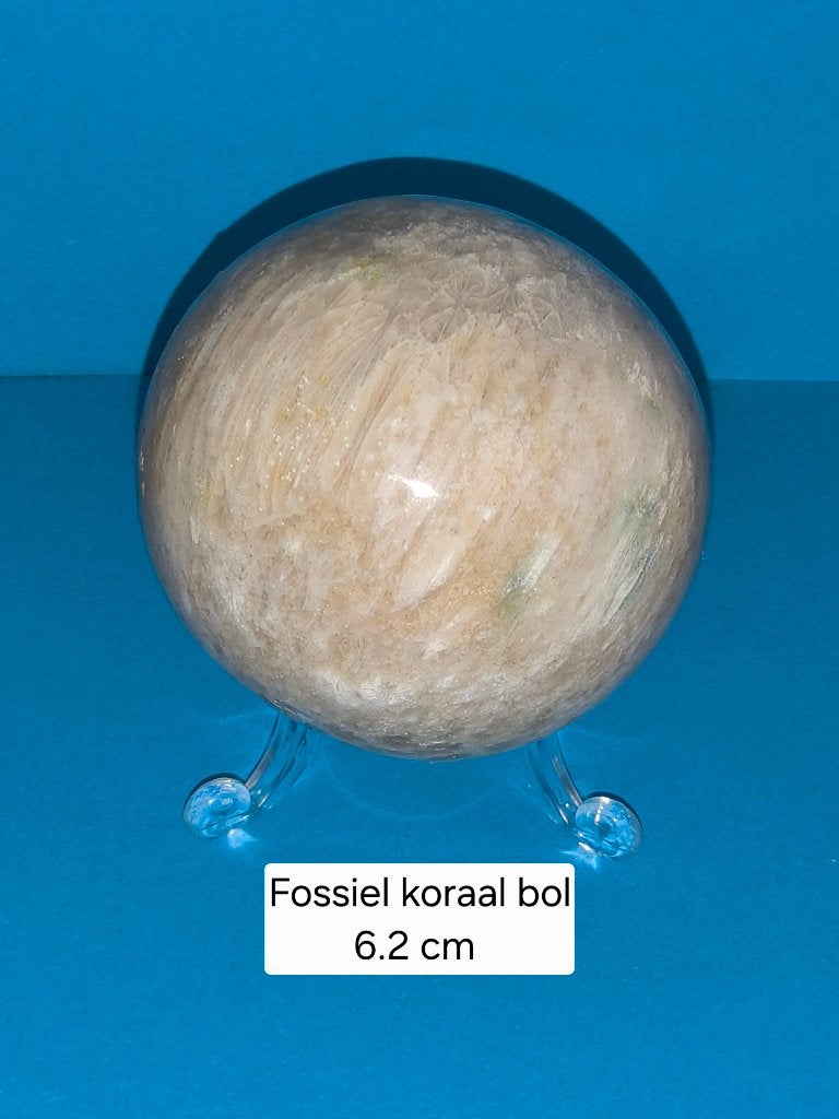 Fossiel koraal bol, Ophalen of Verzenden, Fossiel