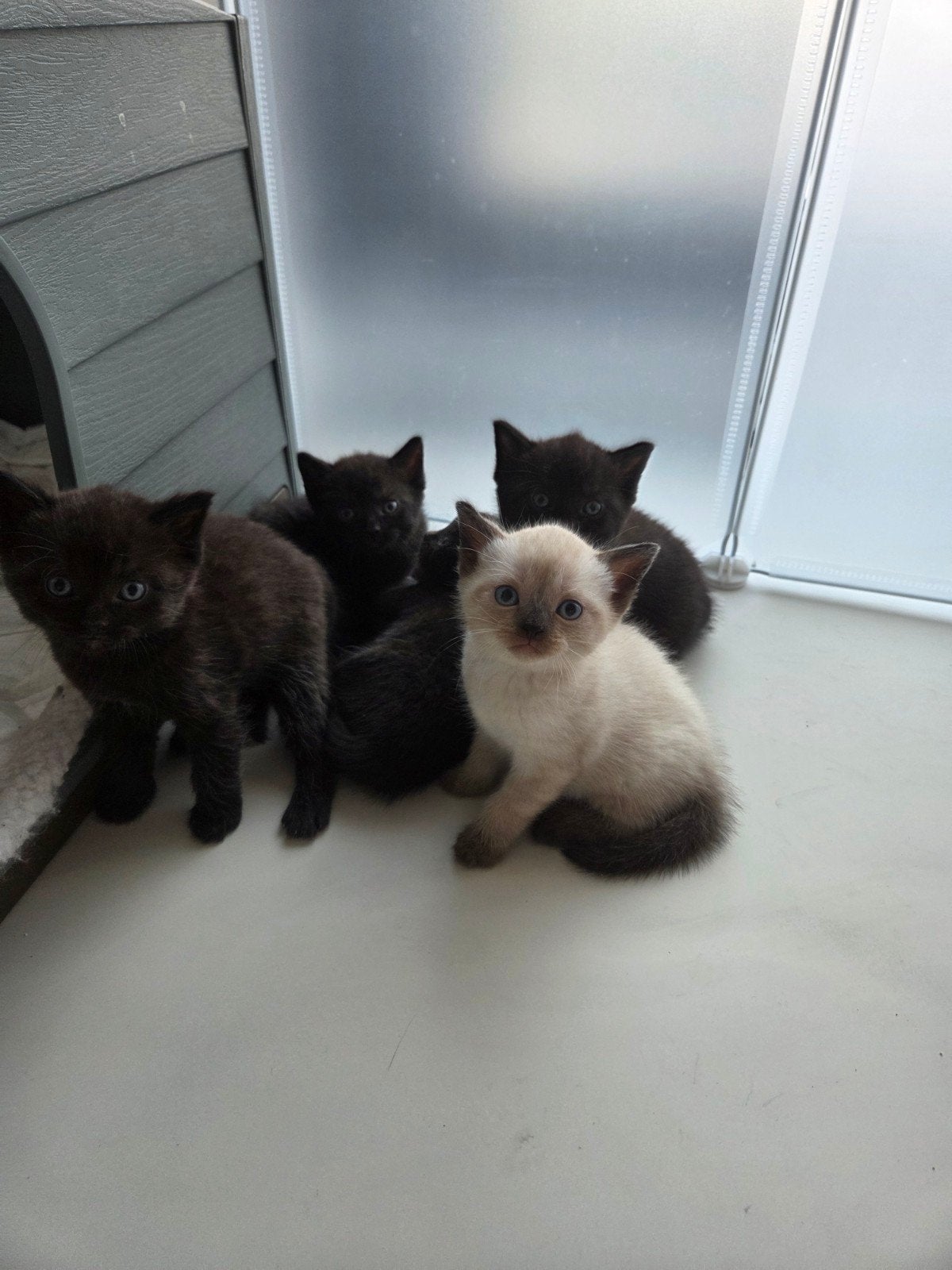 Prachtige Britse Korthaar  Ragdoll  kitten, Meerdere dieren, Kortharig, 0 tot 2 jaar