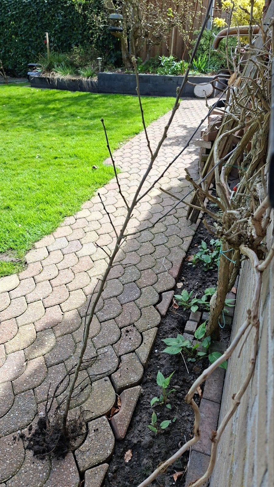 Hibiscus goed geworteld, Ophalen of Verzenden, Hortensia, Struik, Minder dan 100 cm