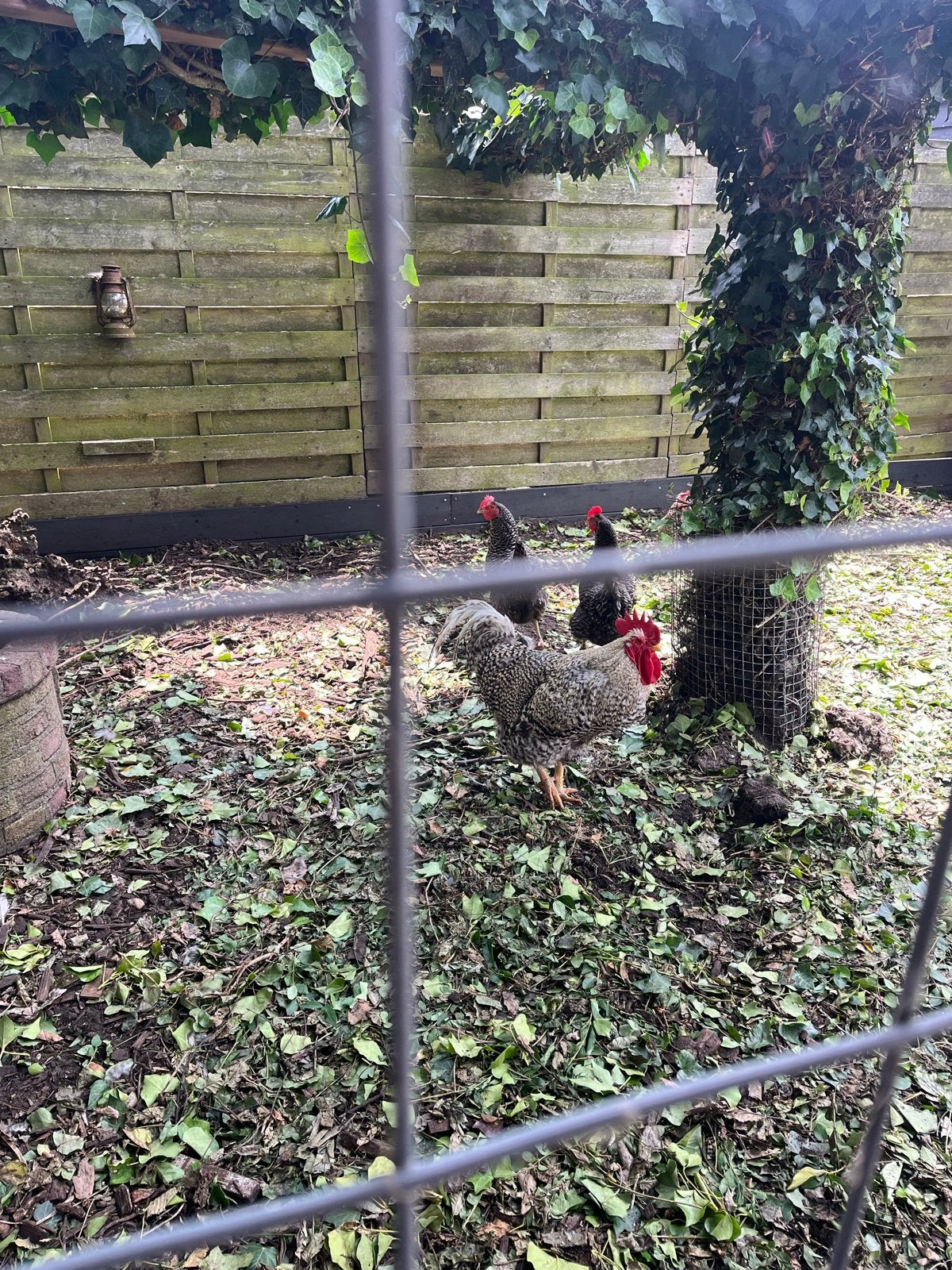 Amrock haan, Mannelijk, Kip