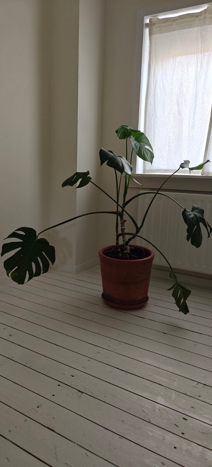 Grote Monstera inclusief pot, Huis en Inrichting, Ophalen, 100 tot 150 cm, Overige soorten, Halfschaduw