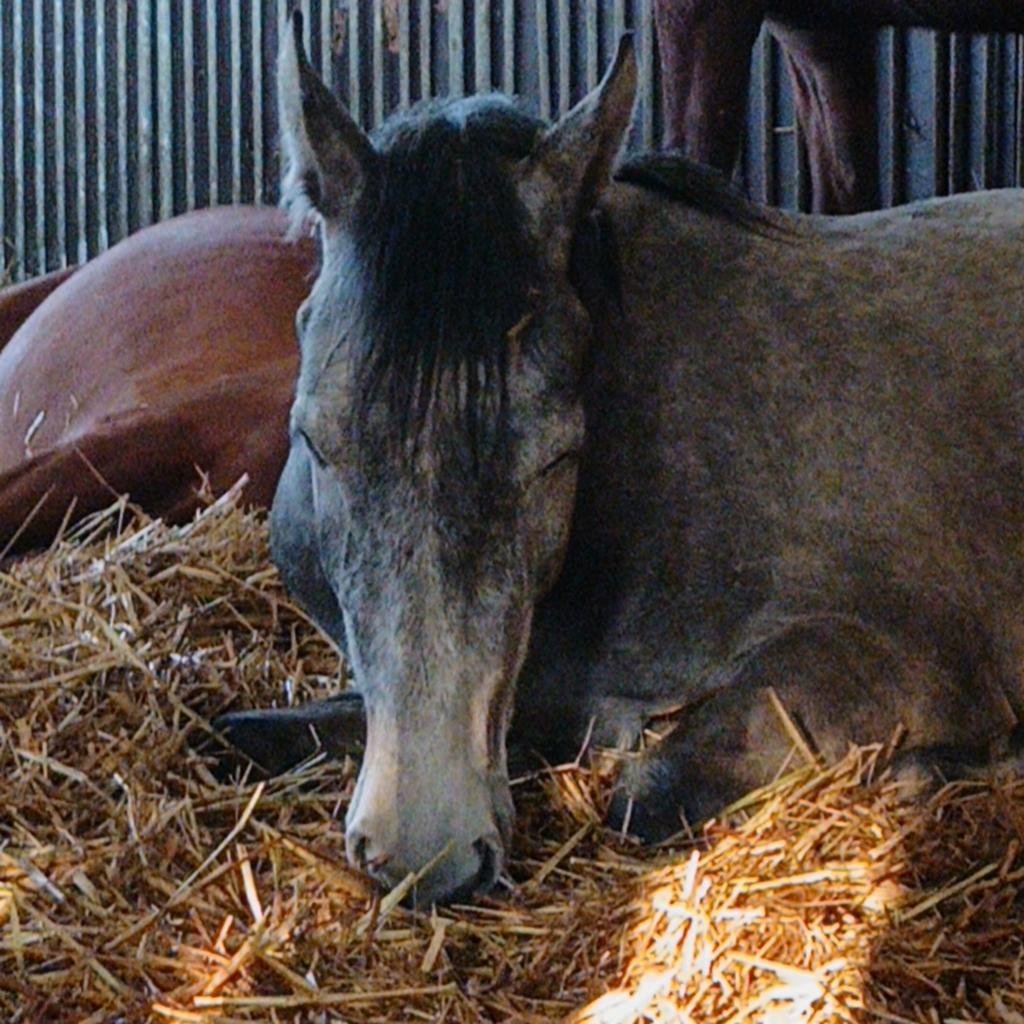 Gezocht 3 á 4 stallen, Weidegang, 4 paarden of pony's of meer