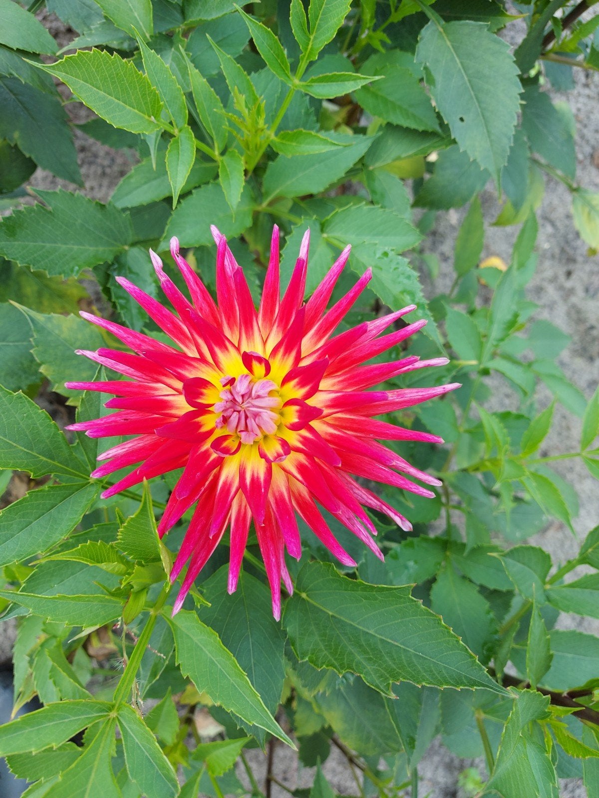 dahlia bollen mix&match moestuin, Ophalen of Verzenden, Voorjaar, Volle zon, Knol