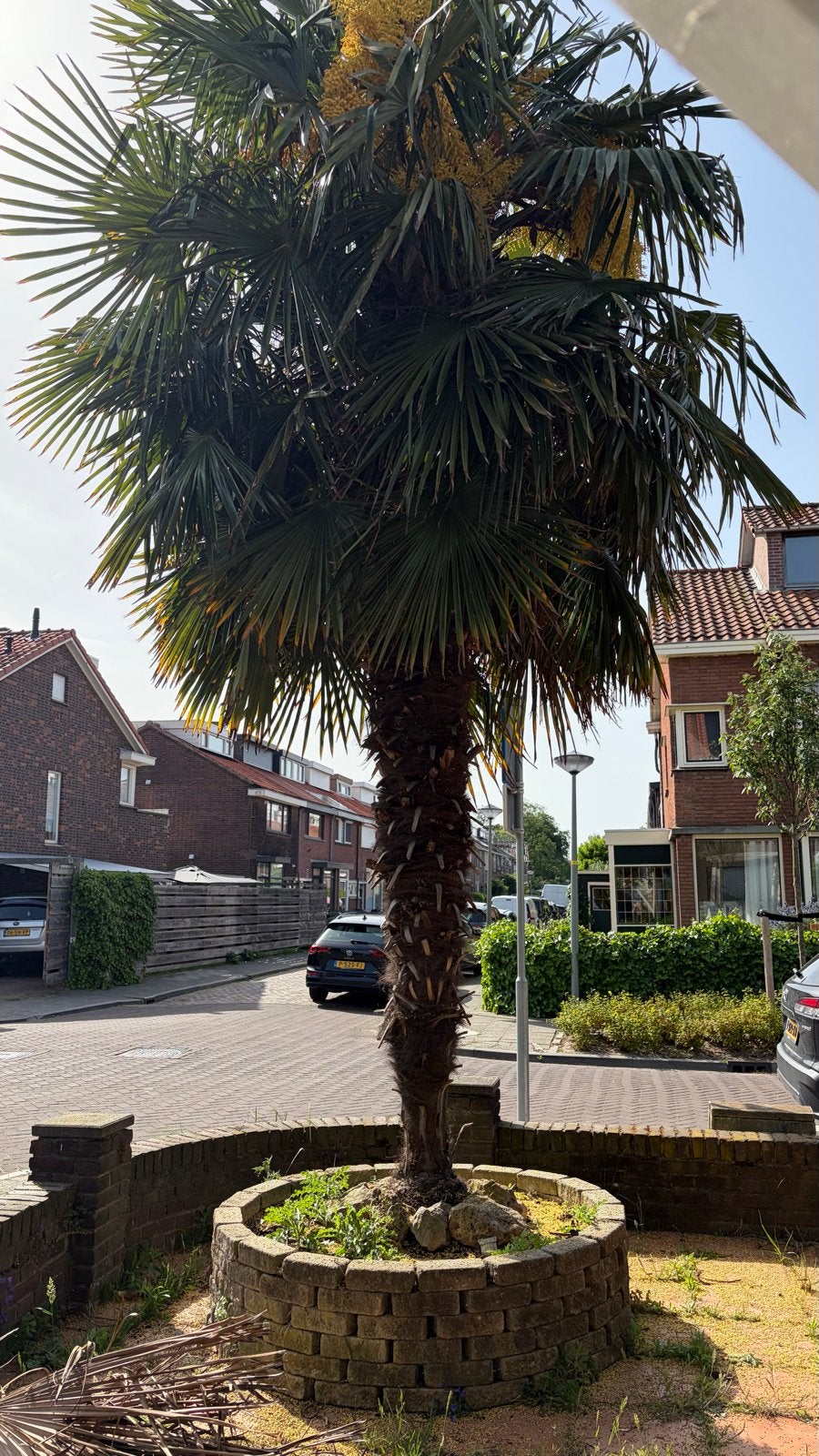 Winterharde Trachycarpus fortunei palmboom - zelf uitgraven, Ophalen, Lente, Palmboom, 400 cm of meer