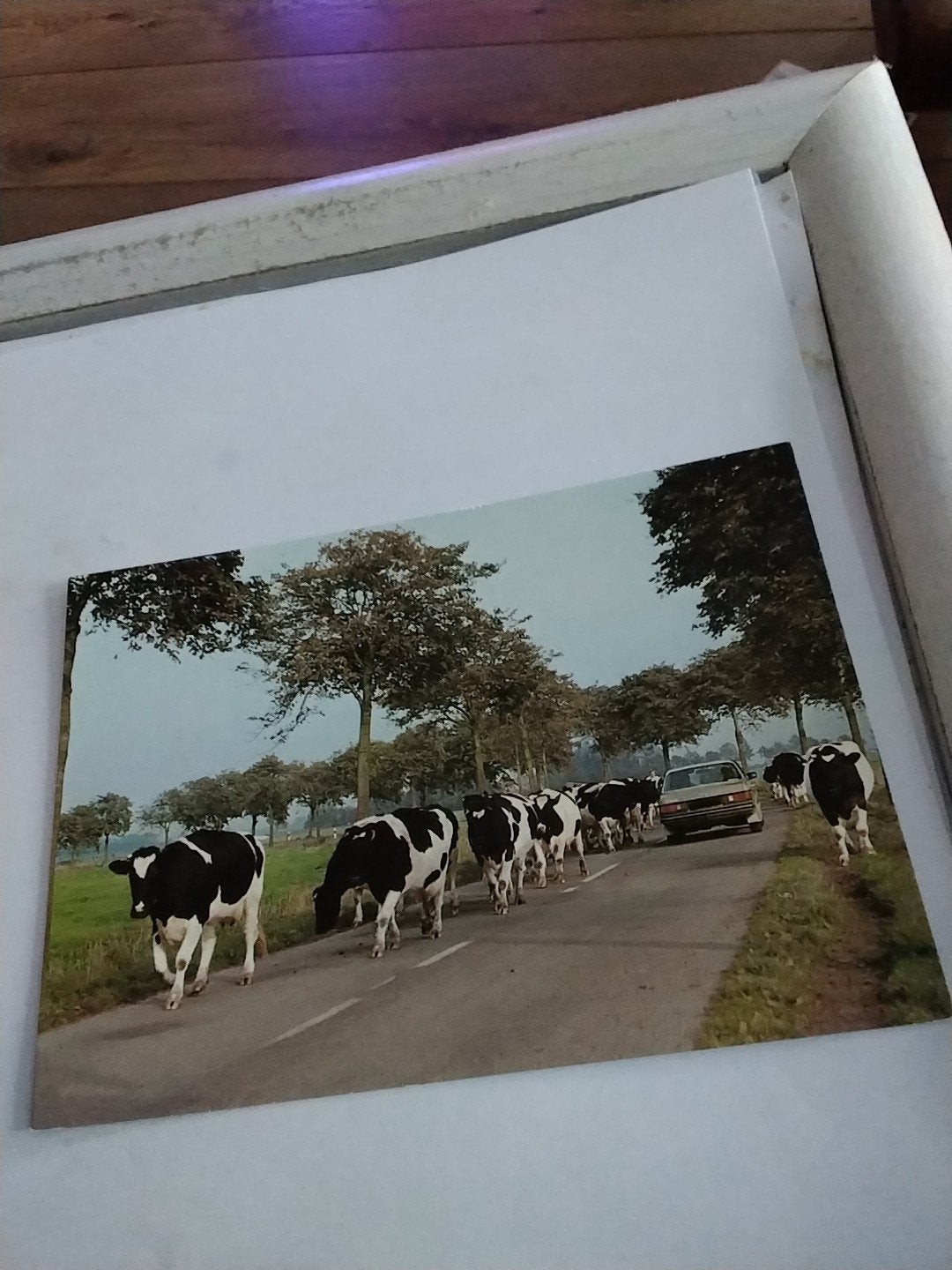 Ansichtkaart: Koeien op de weg in West-Duitsland, Ophalen of Verzenden, 1980 tot heden